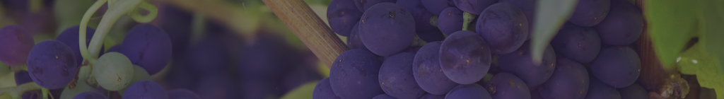 uvas divino cultivo