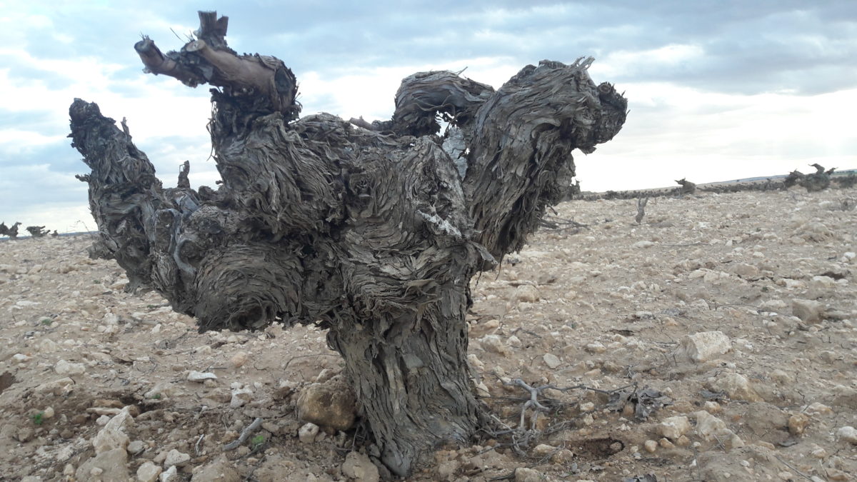 Bodegas García de Lara